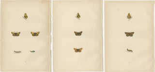 Brushstrokes and Butterflies: The Artistic Legacy of Morris's Skippers, 1890, view 5