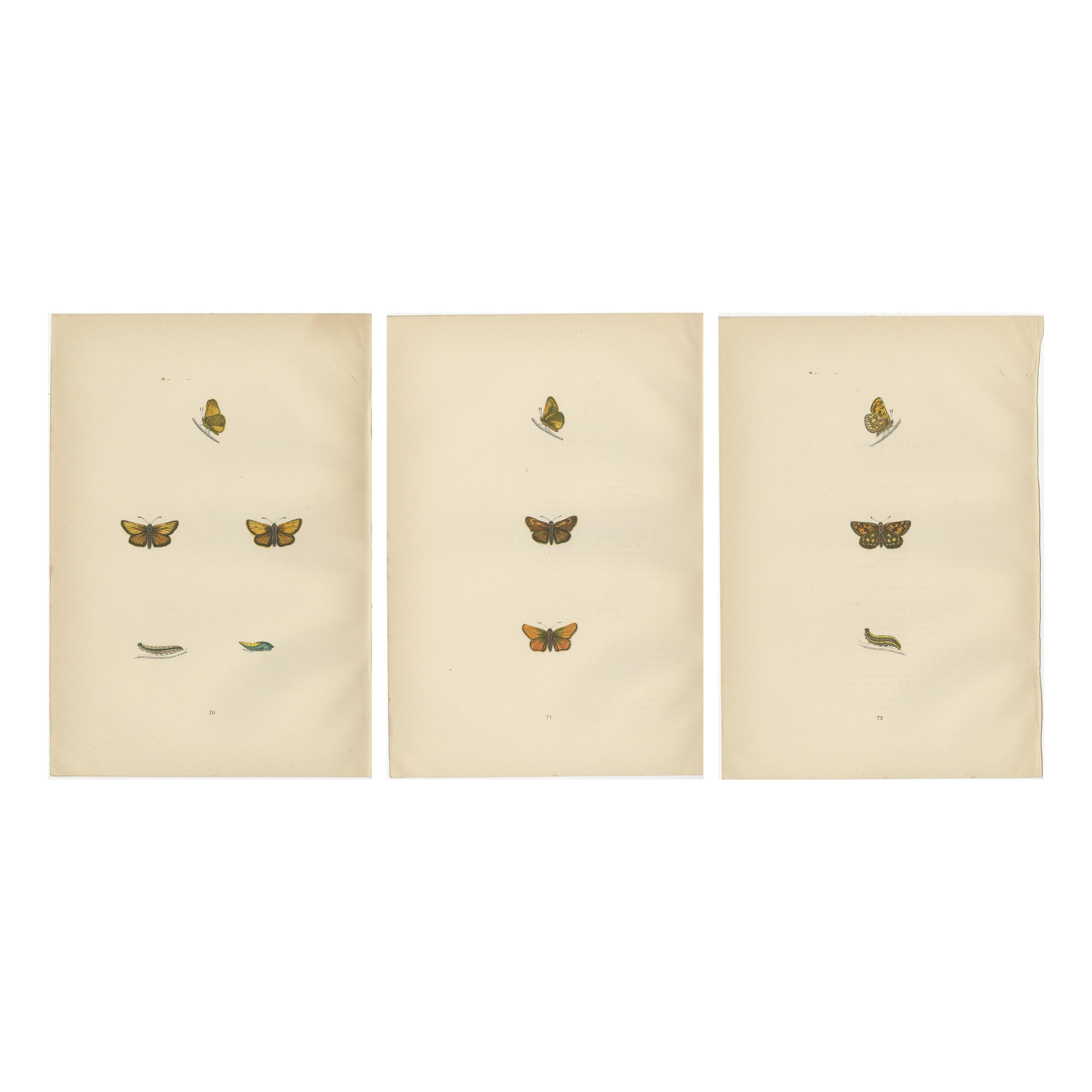Pennellate e farfalle: L'eredità artistica degli Skipper di Morris, 1890