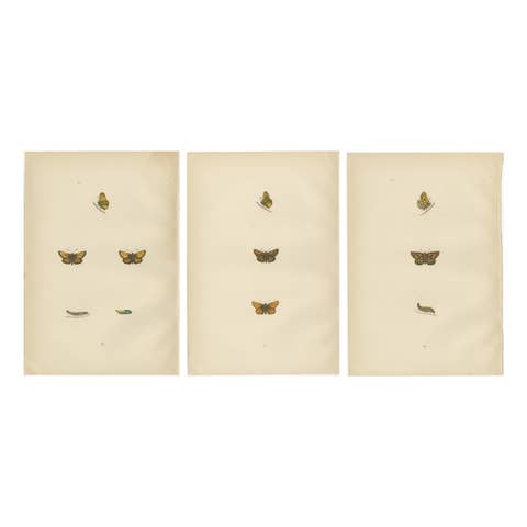 Brushstrokes and Butterflies: The Artistic Legacy of Morris's Skippers, 1890