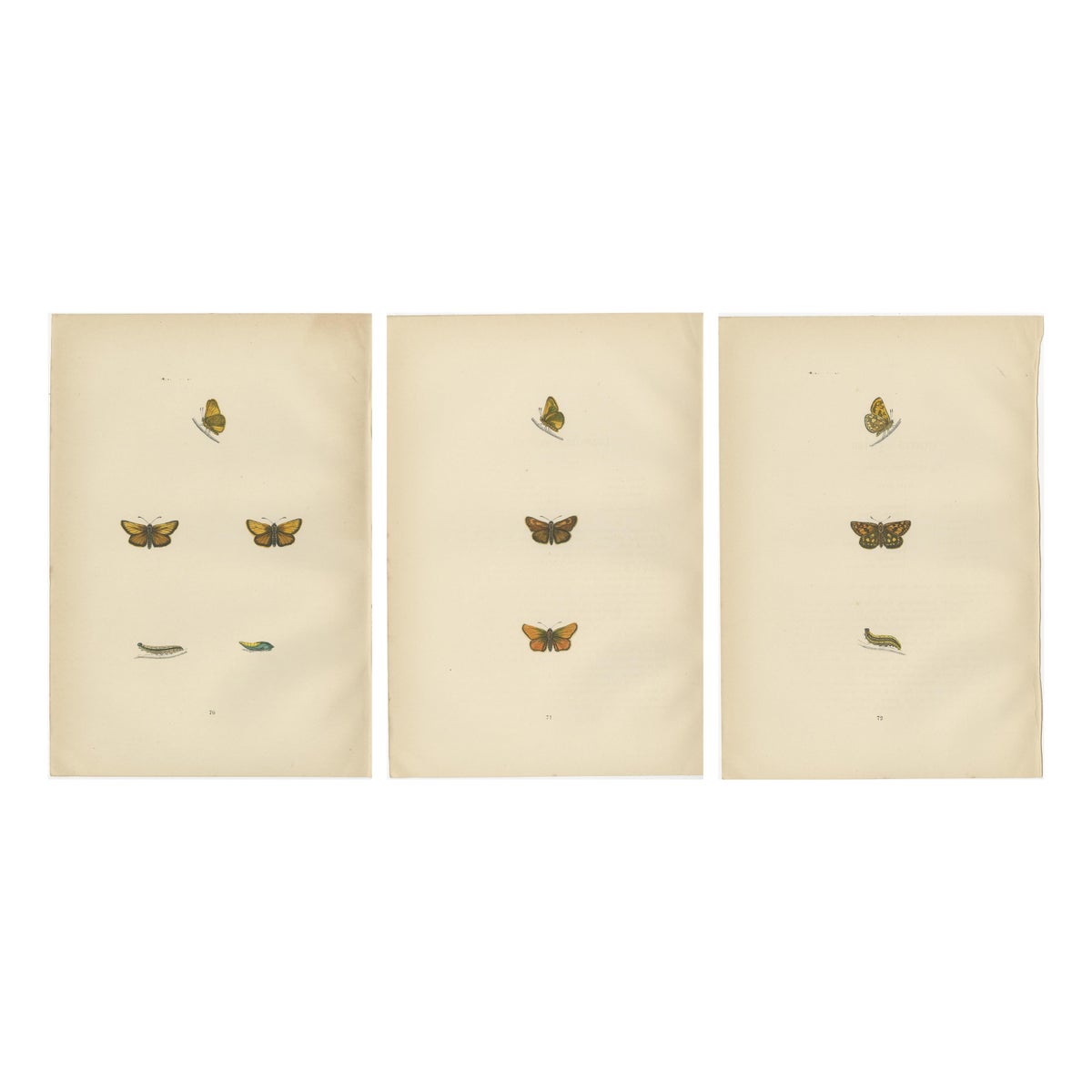 Brushstrokes and Butterflies: The Artistic Legacy of Morris's Skippers, 1890