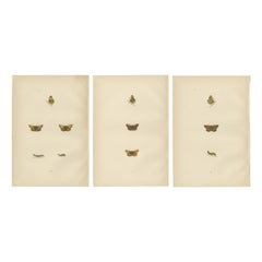 Pennellate e farfalle: L'eredità artistica degli Skipper di Morris, 1890