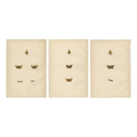 Brushstrokes and Butterflies: The Artistic Legacy of Morris's Skippers, 1890