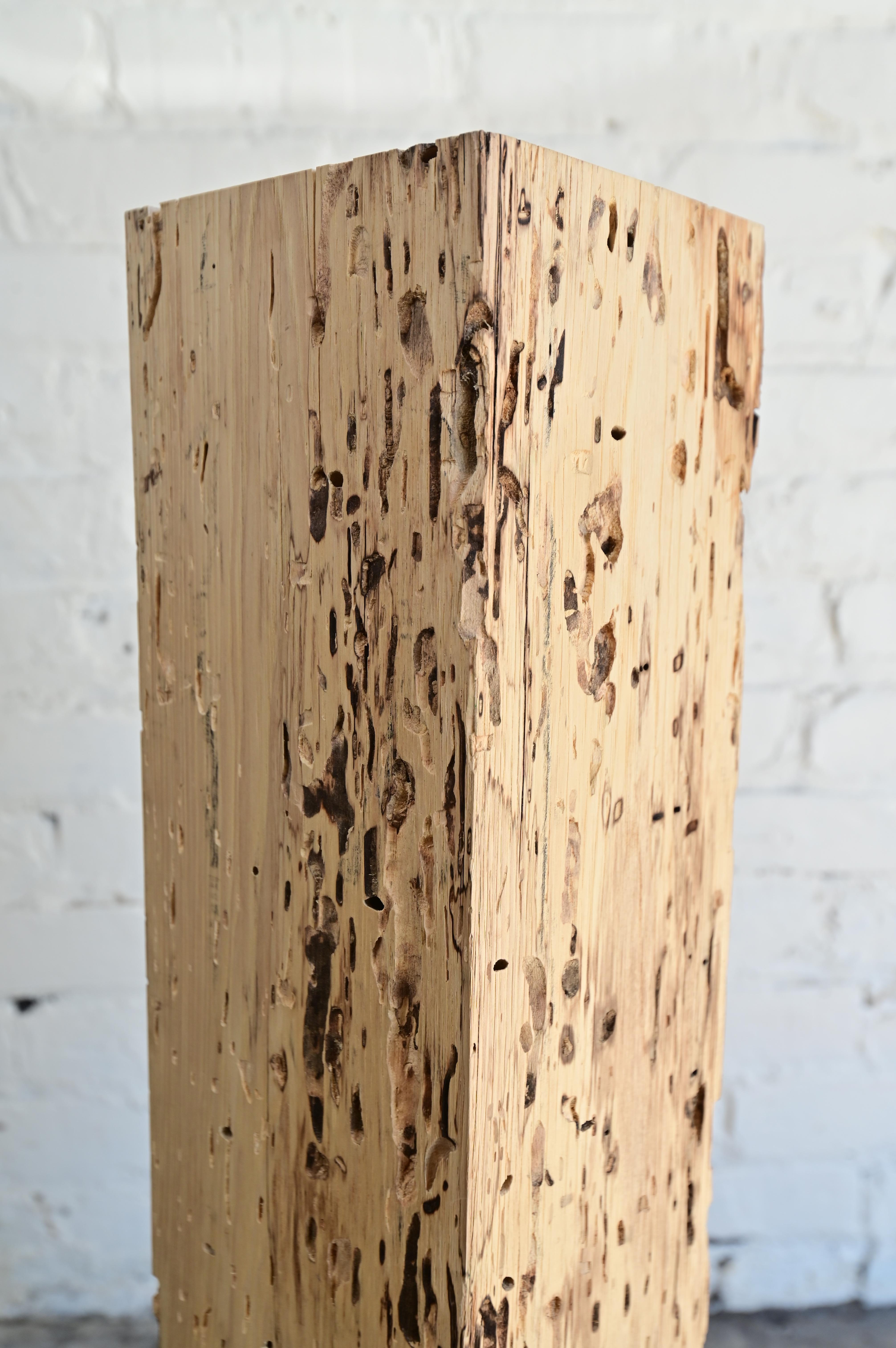 Piédestal colonne primitif brutaliste en bois d'orme fortement rongé par les insectes. 5,5