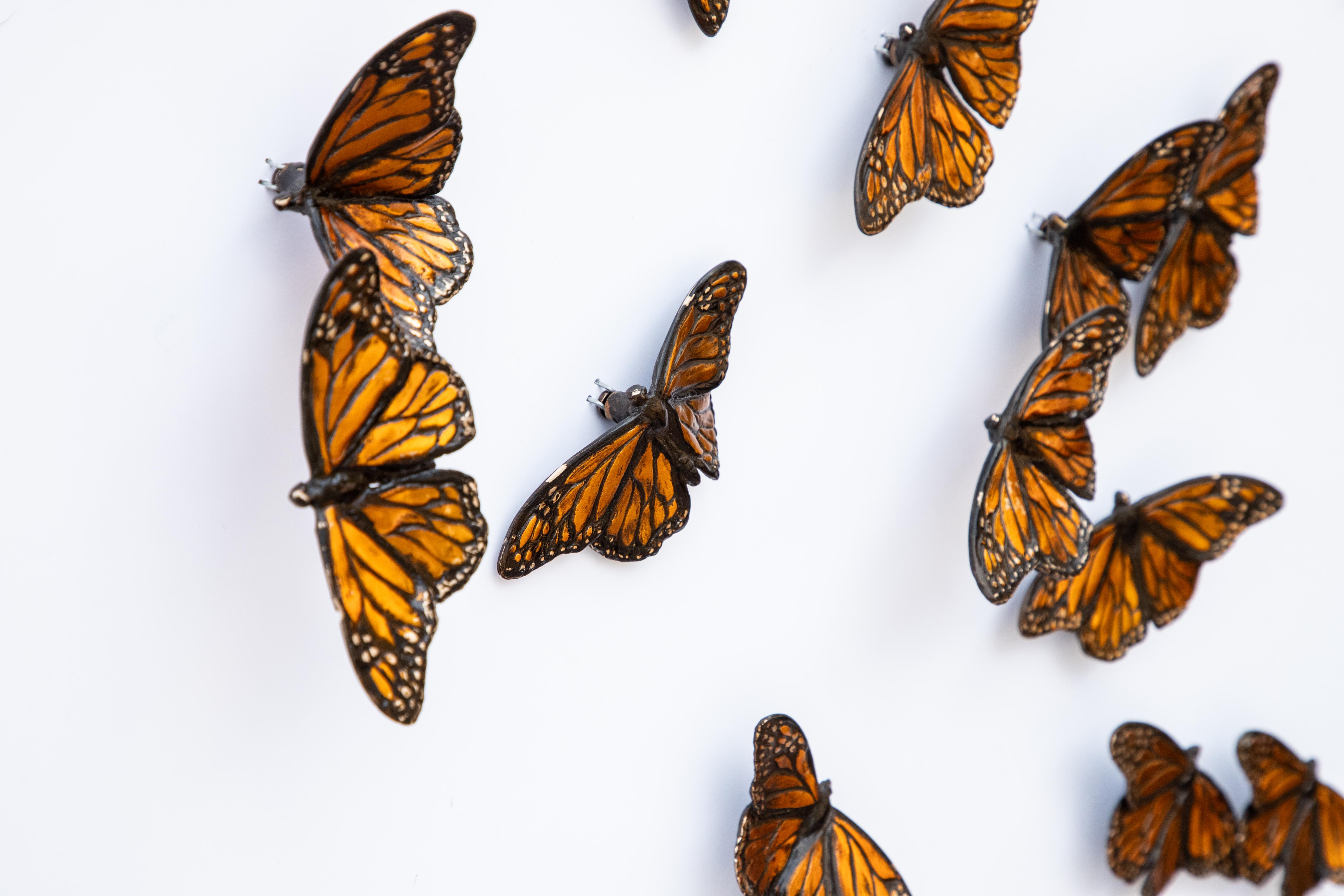 Monarchs Set of 30 For Sale 1