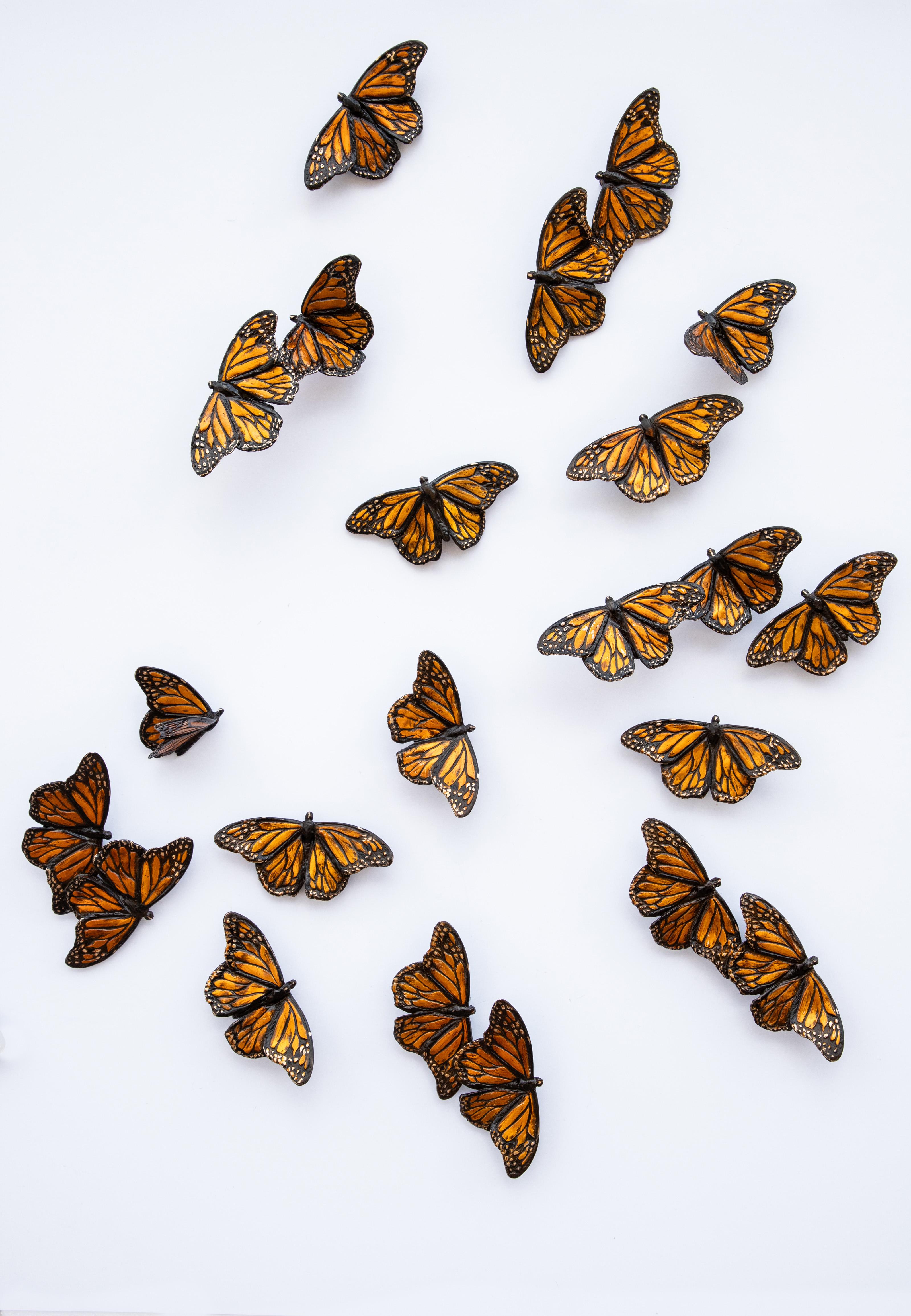 Monarchs Set of 30 For Sale 2