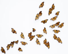 Monarchs Set of 30