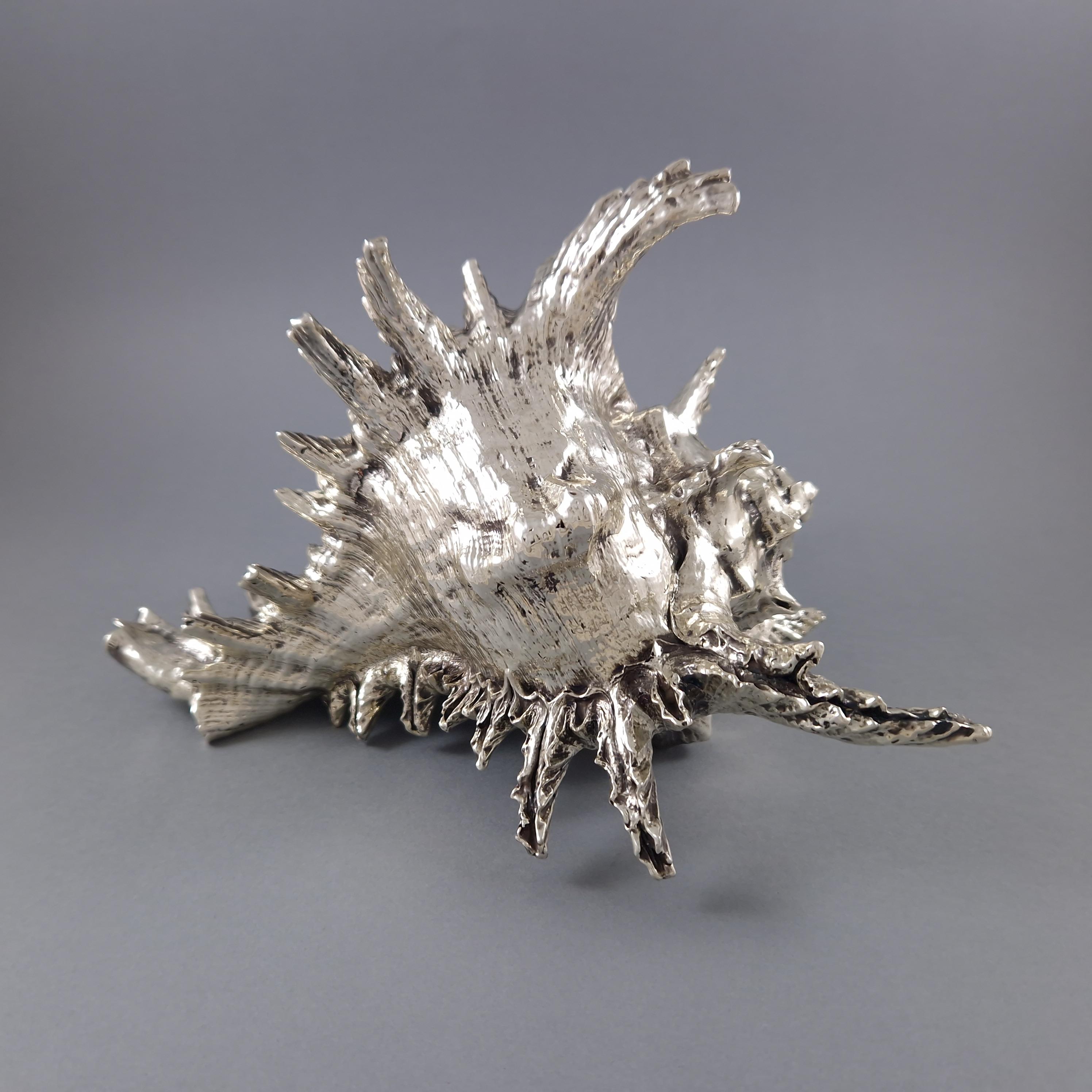 Large mounted shell in sterling silver 

Hallmark of Buccellati

In great condition