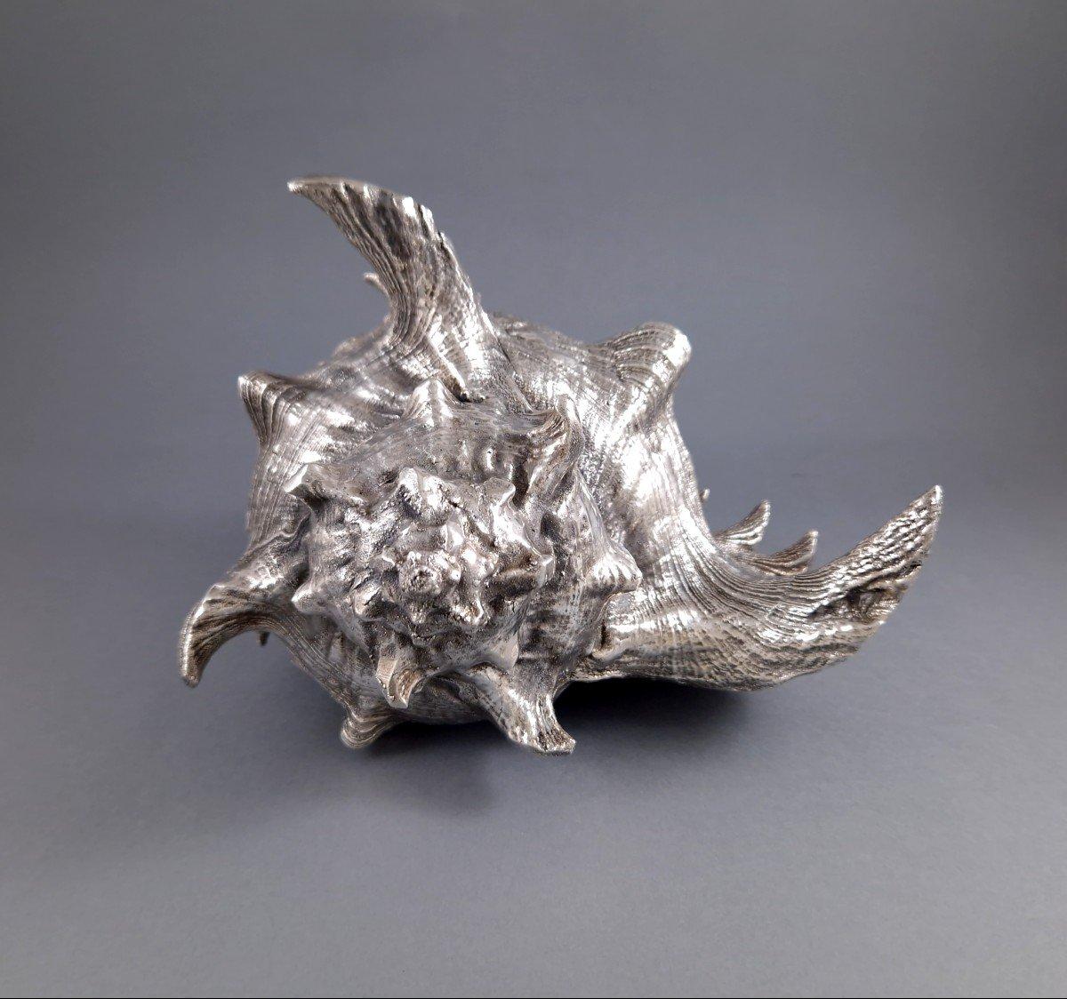 Große Muschel in Sterling Silber montiert 
Punzierung von Frederico Buccellati und 999er Silber 
Länge: 23 cm 
Breite: 19 cm 
Höhe: 15 cm