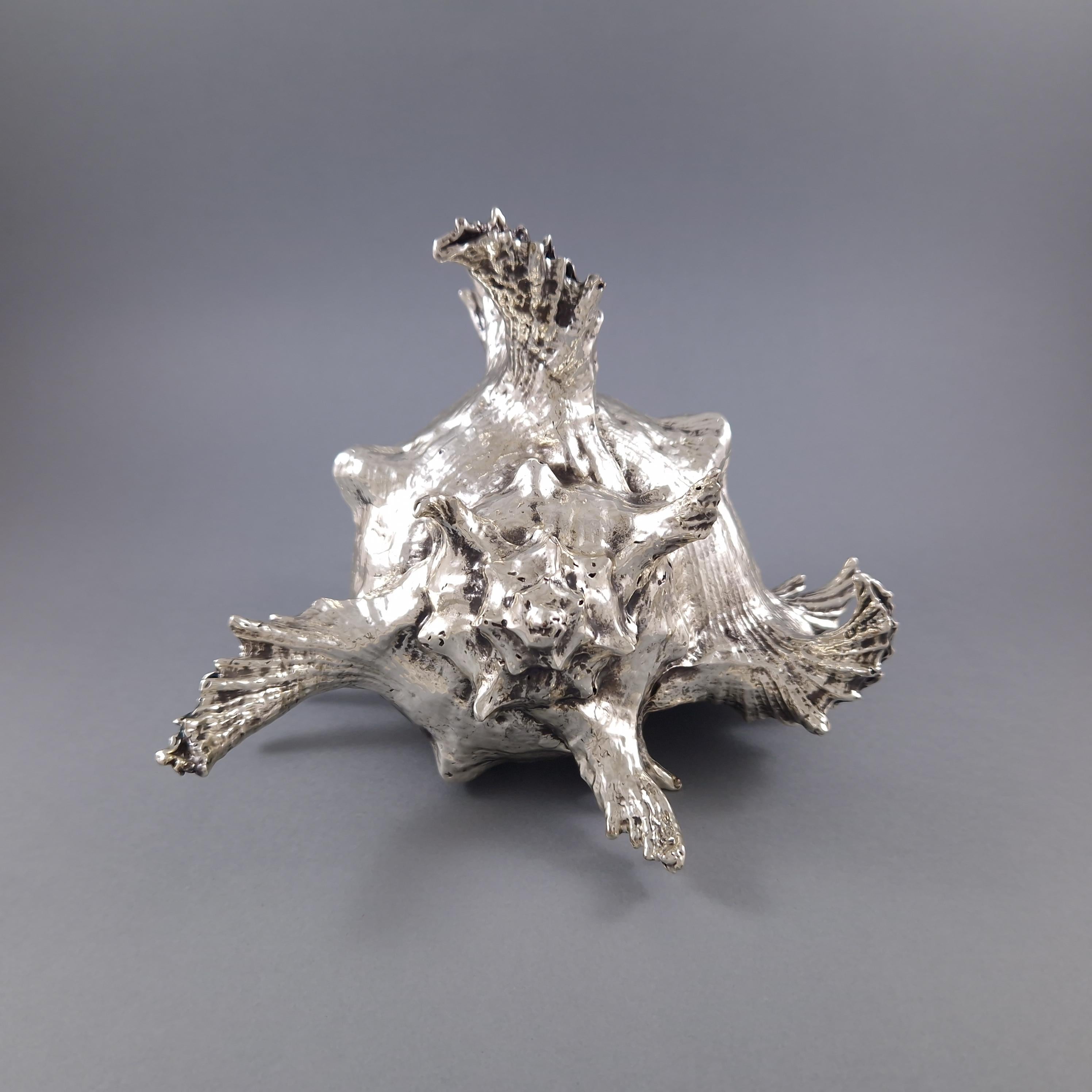 Italian Buccellati - Large Mounted Shell In Sterling Silver