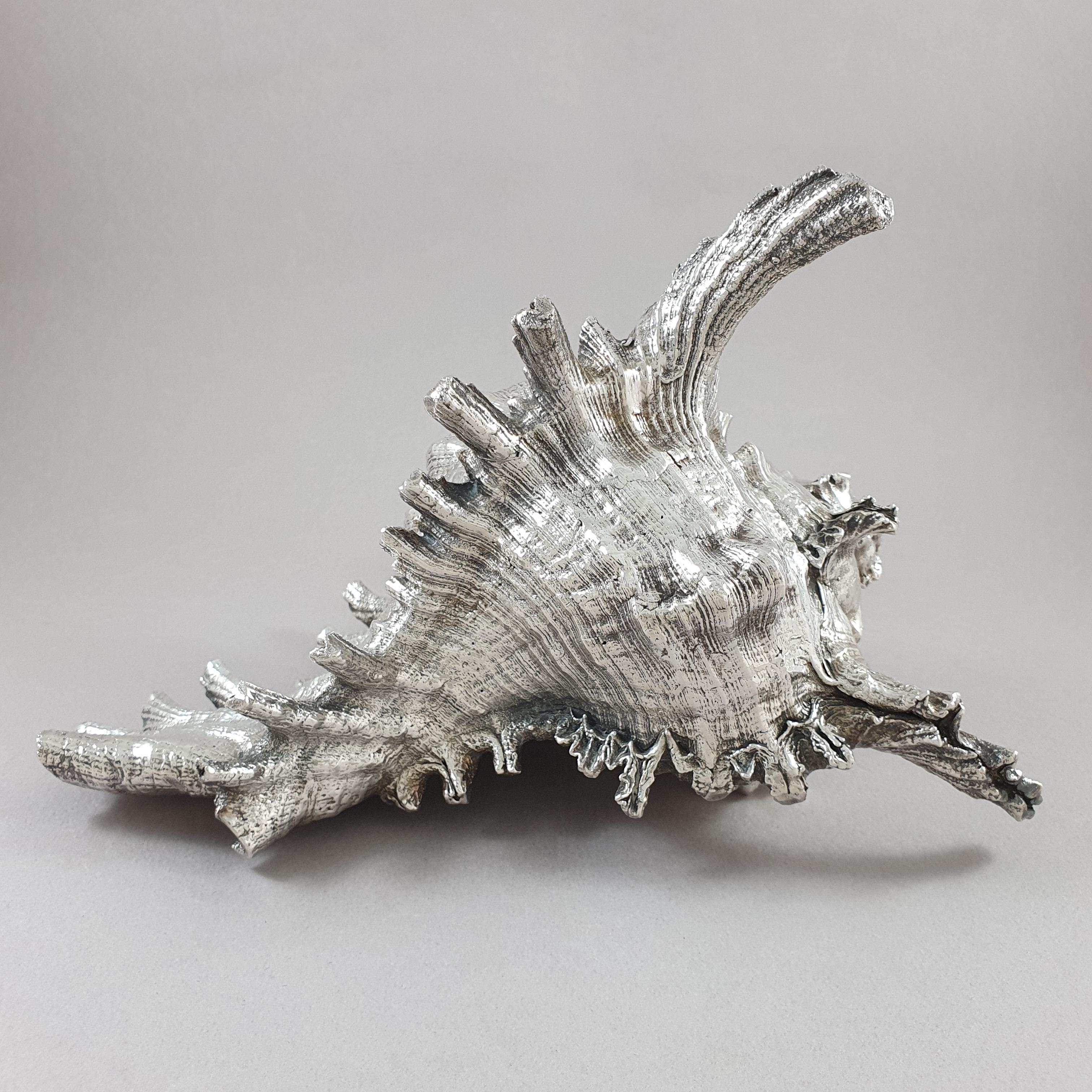 Buccellati shell mounted in 999/1000 pure Sterling Silver 

Measures: Length: 21.5 cm - 8.4 inches
Width: 16.5 cm - 6.5 inches
Height: 14.5 cm - 5.7 inches

Perfect condition.