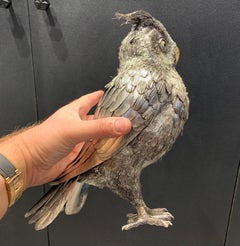 Buccellati Silver Owl