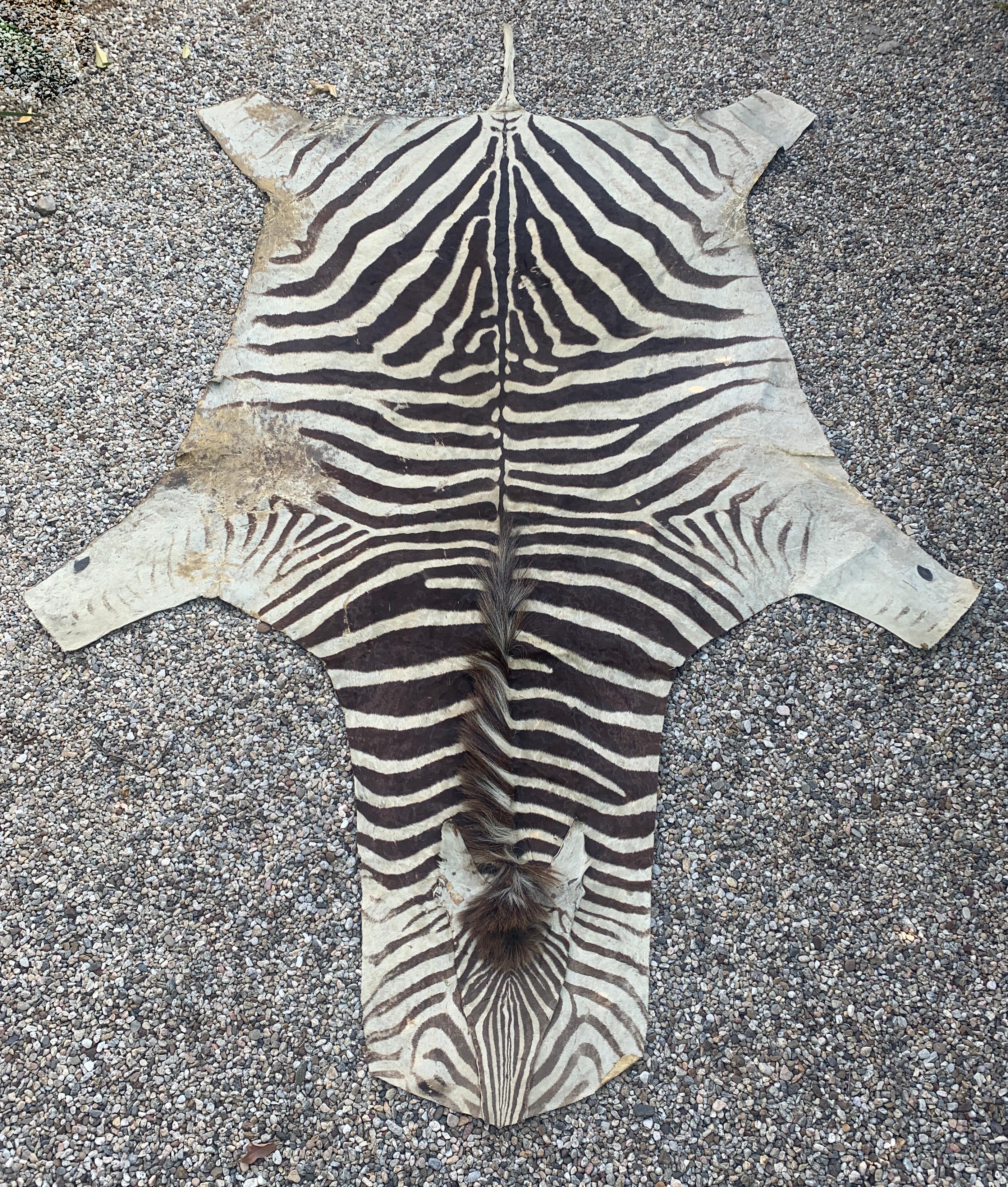 A vintage and well worn Zebra Hide rug. Buchelli Zebra from Botswana. The age and wear make this patinated piece wonderful. Zebra adds a sense of wild, eclectic personality to any room. The ethnic and organic lines speak volumes.