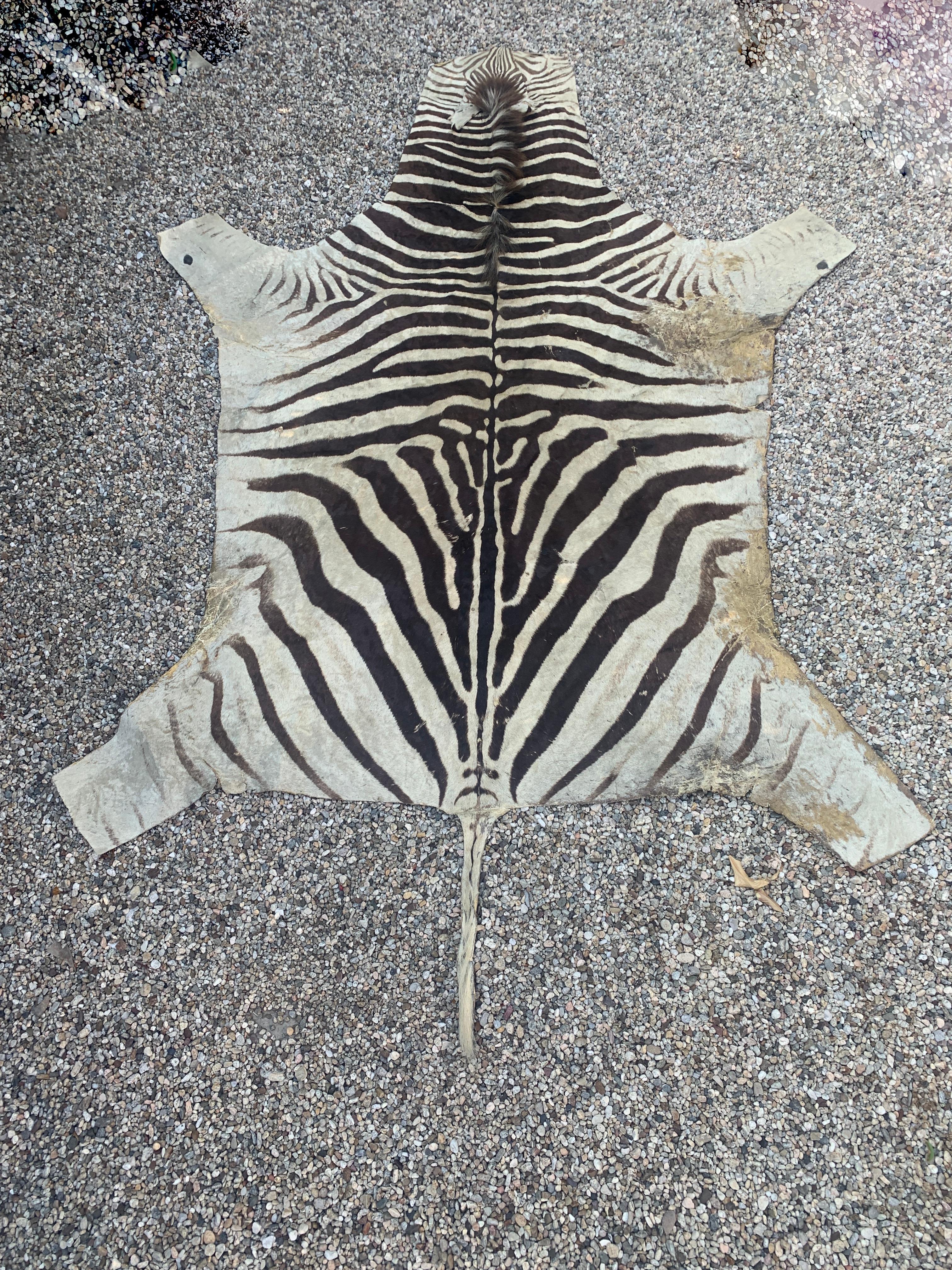 Botswanan Buchelli Zebra Hide Rug