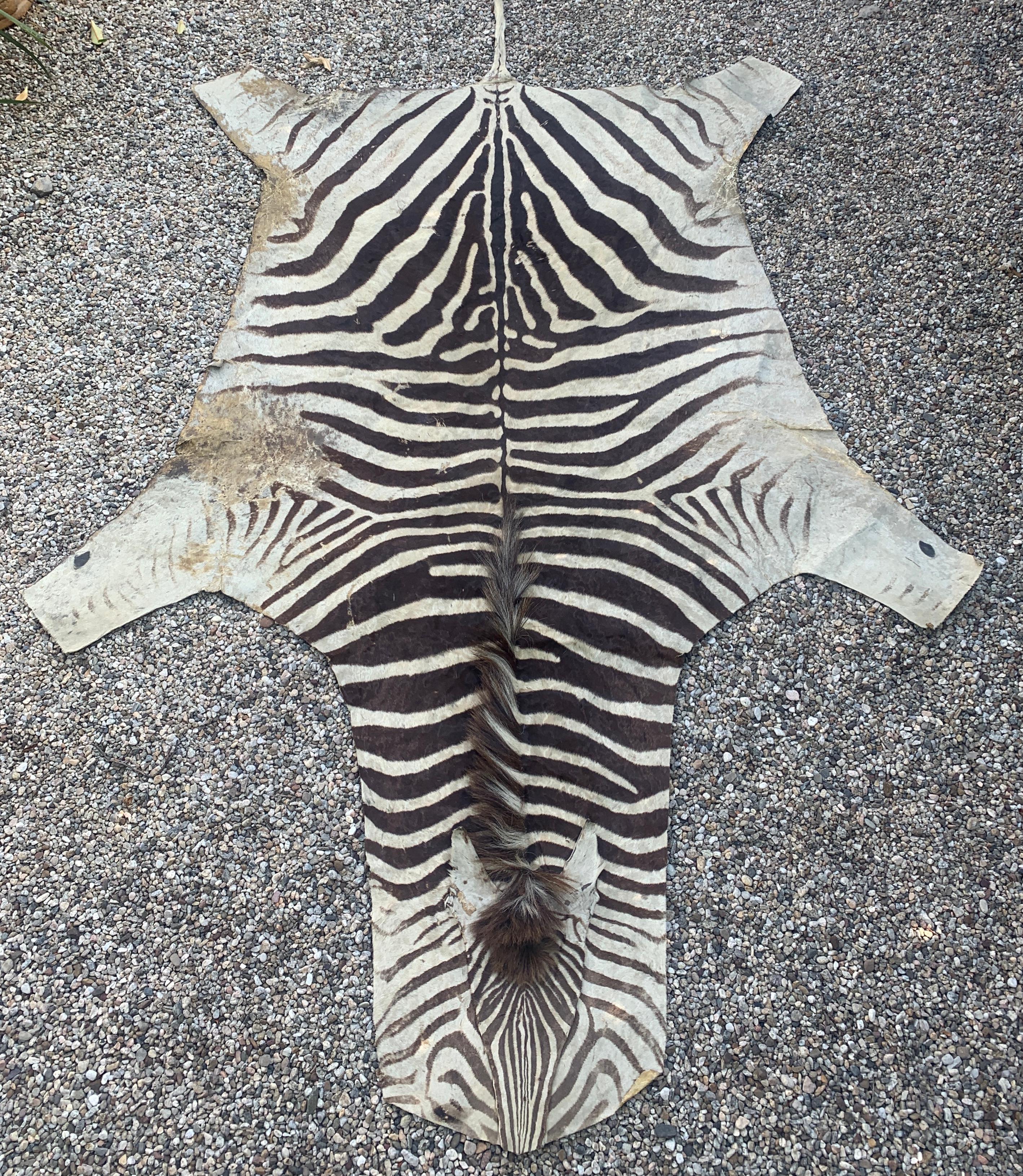 Buchelli Zebra Hide Rug In Fair Condition In Los Angeles, CA