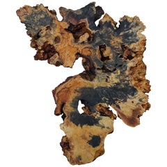 Buckeye Burl Floating Wall Art