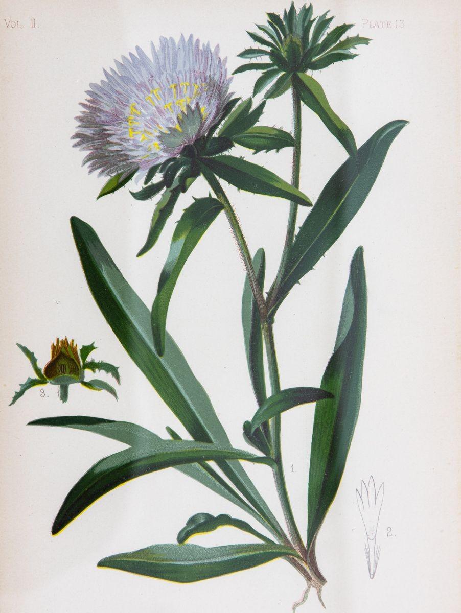 Ein Farbdruck einer Bue Star Stokesia auf Papier. Dieser Druck fängt das Wesen der in den USA heimischen blühenden Pflanze der nördlichen Landschaft mit zarter Finesse ein. In diesem Meisterwerk brechen die leuchtenden Farben der Bue Star Stokesia