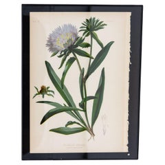 Antique Bue Star Stokesia Botanical Print on Paper, USA Early 20th C.