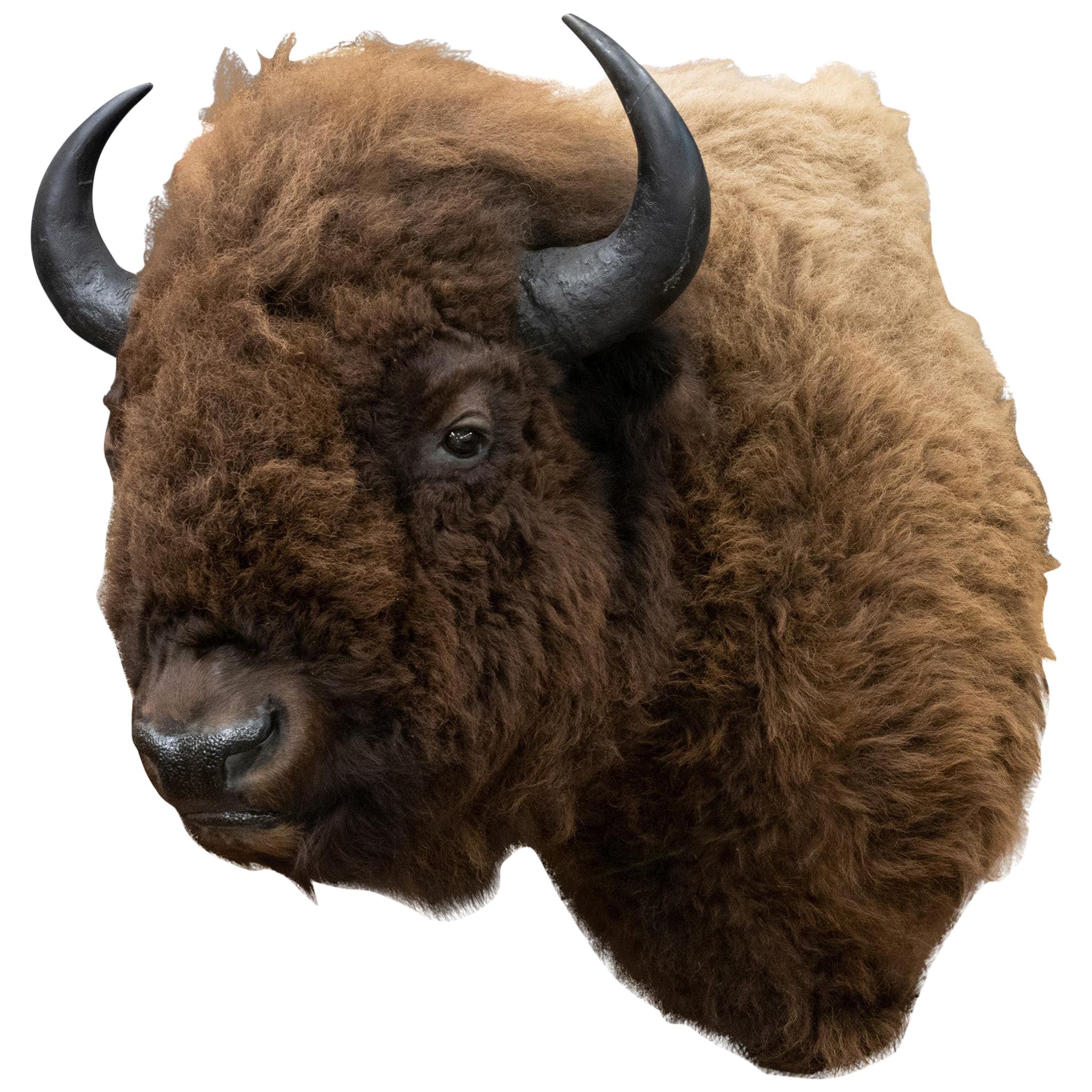 Buffalo Herd Taxidermy Bull