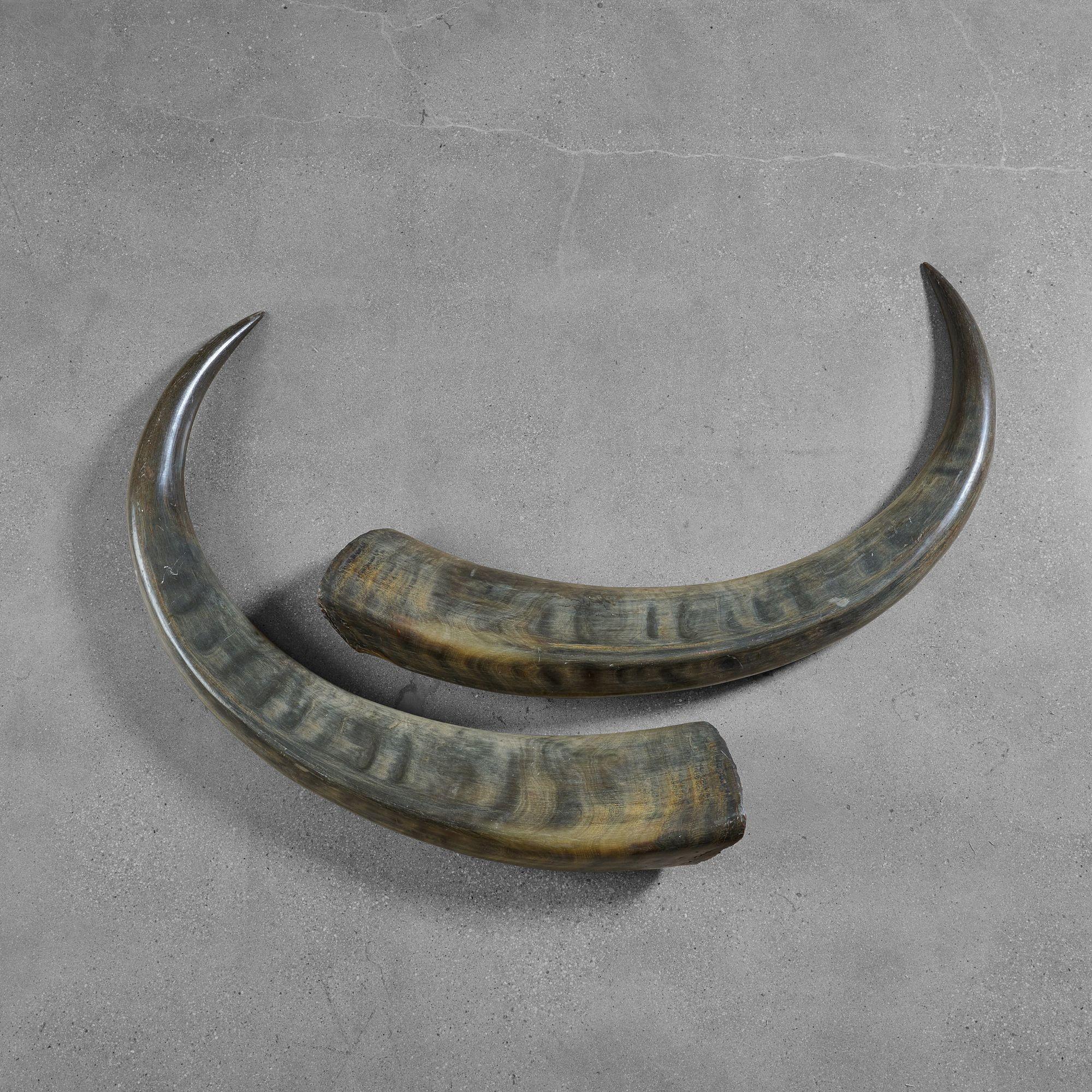 Pair of water buffalo horns with great patina.