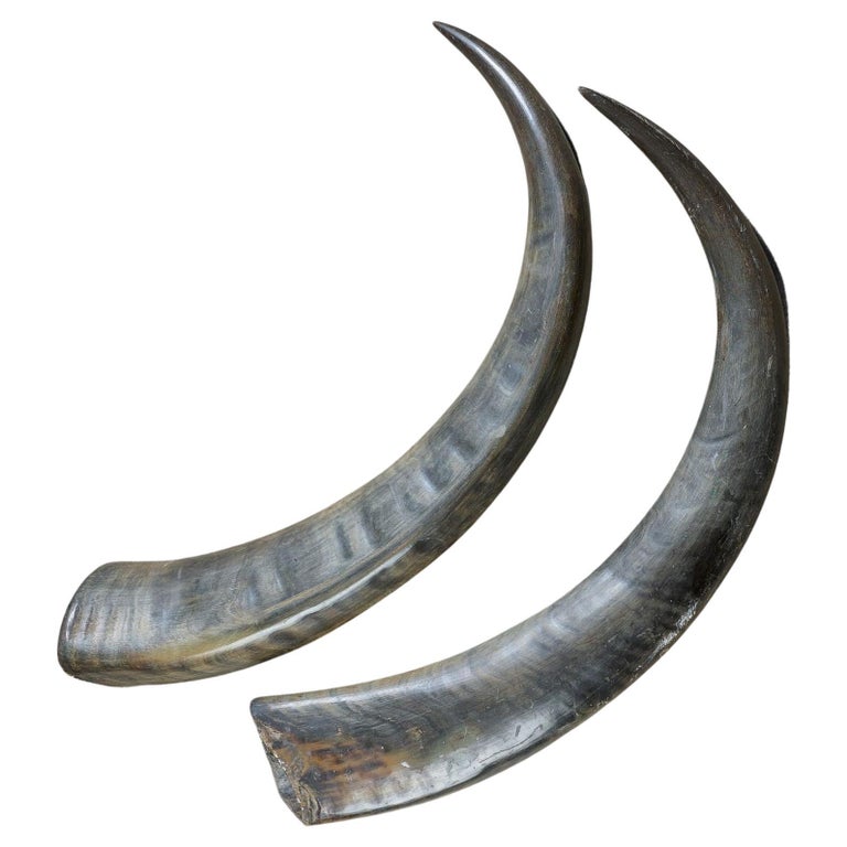 Buffalo Horns For Sale at 1stDibs | water buffalo horns for sale, buffalo  horn formation, water buffalo horn for sale