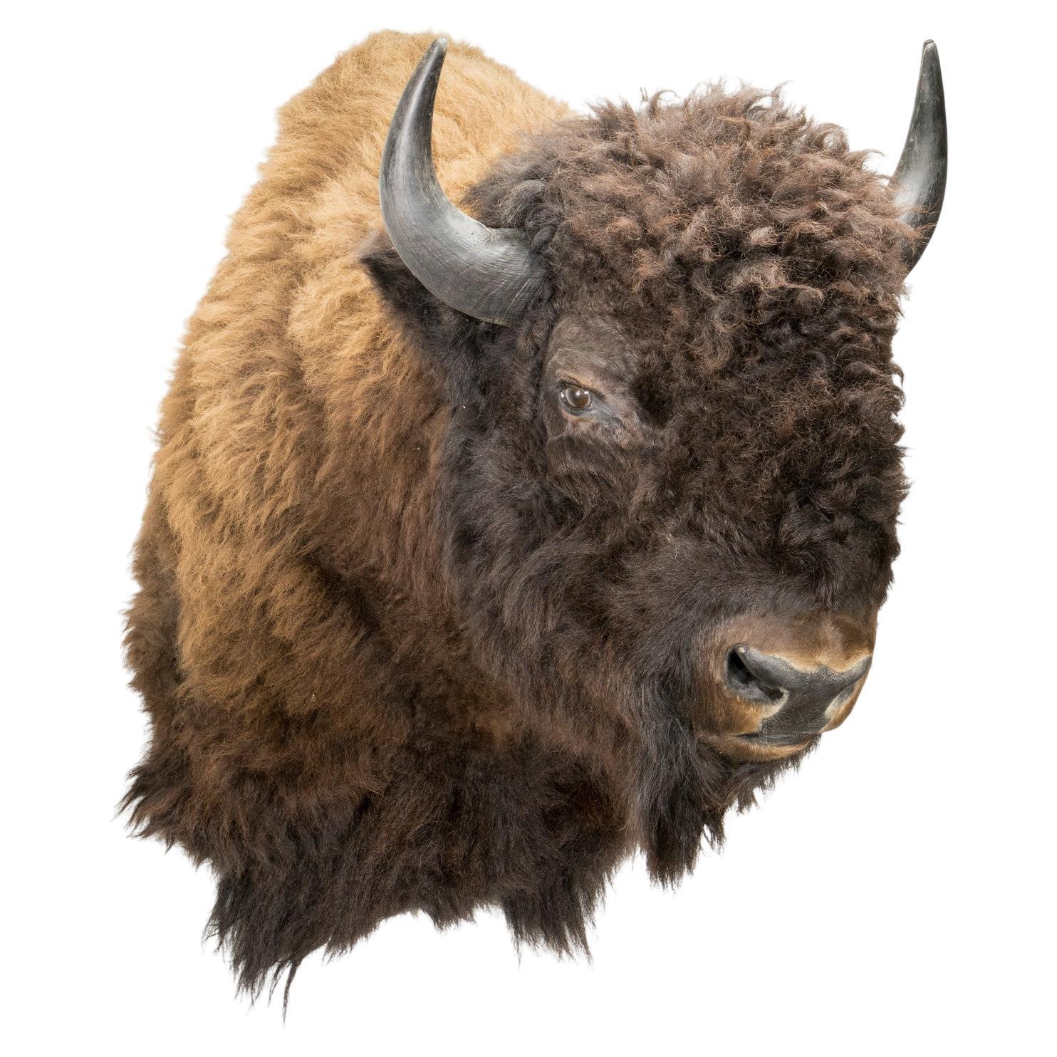 Montana Buffalo Shoulder Mount For Sale at 1stDibs