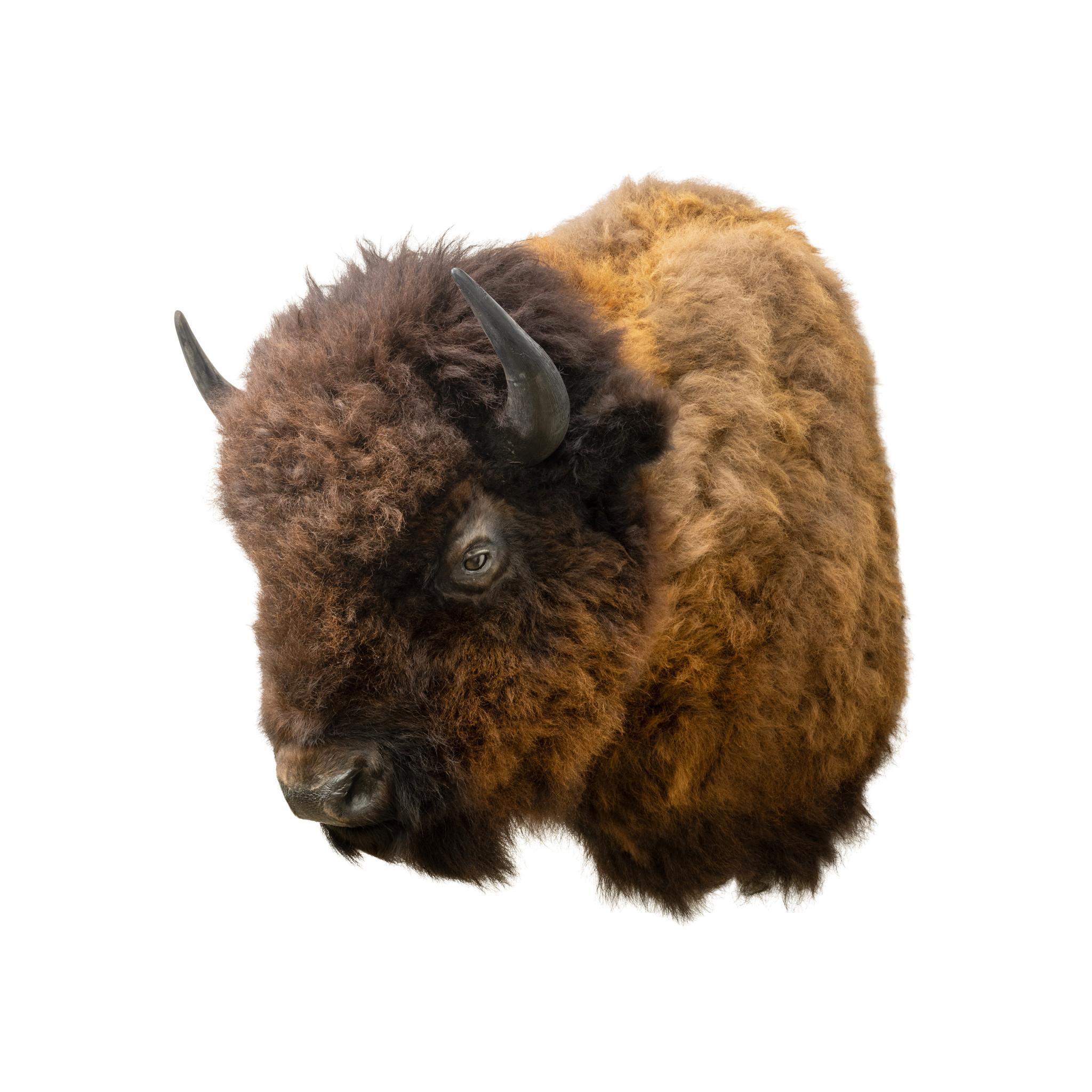 Büffel oder Bison Schulter Taxidermie Wandhalterung. Atemberaubendes Stück mit warmen Brauntönen in Gesicht und Kopf und hellbraunen Schultern, Gesicht hat Untertöne von Rot. Taxidermie sehr gut gemacht mit schönen Hörnern. Diese zeitgenössische