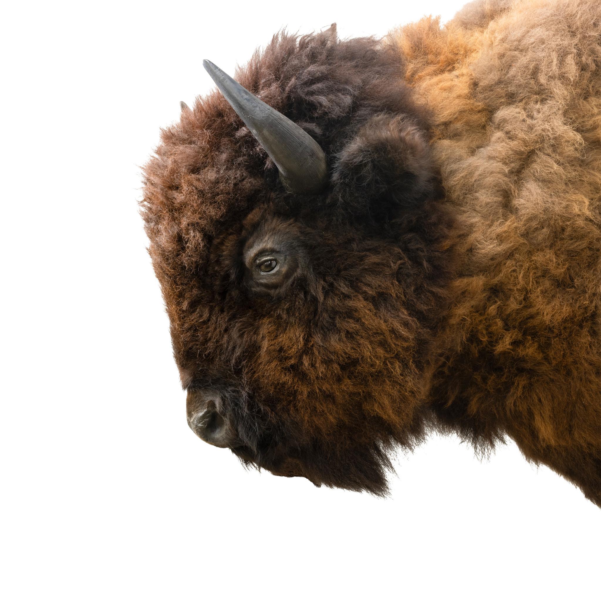 Buffalo Shoulder Taxidermie-Wandhalterung (amerikanisch) im Angebot