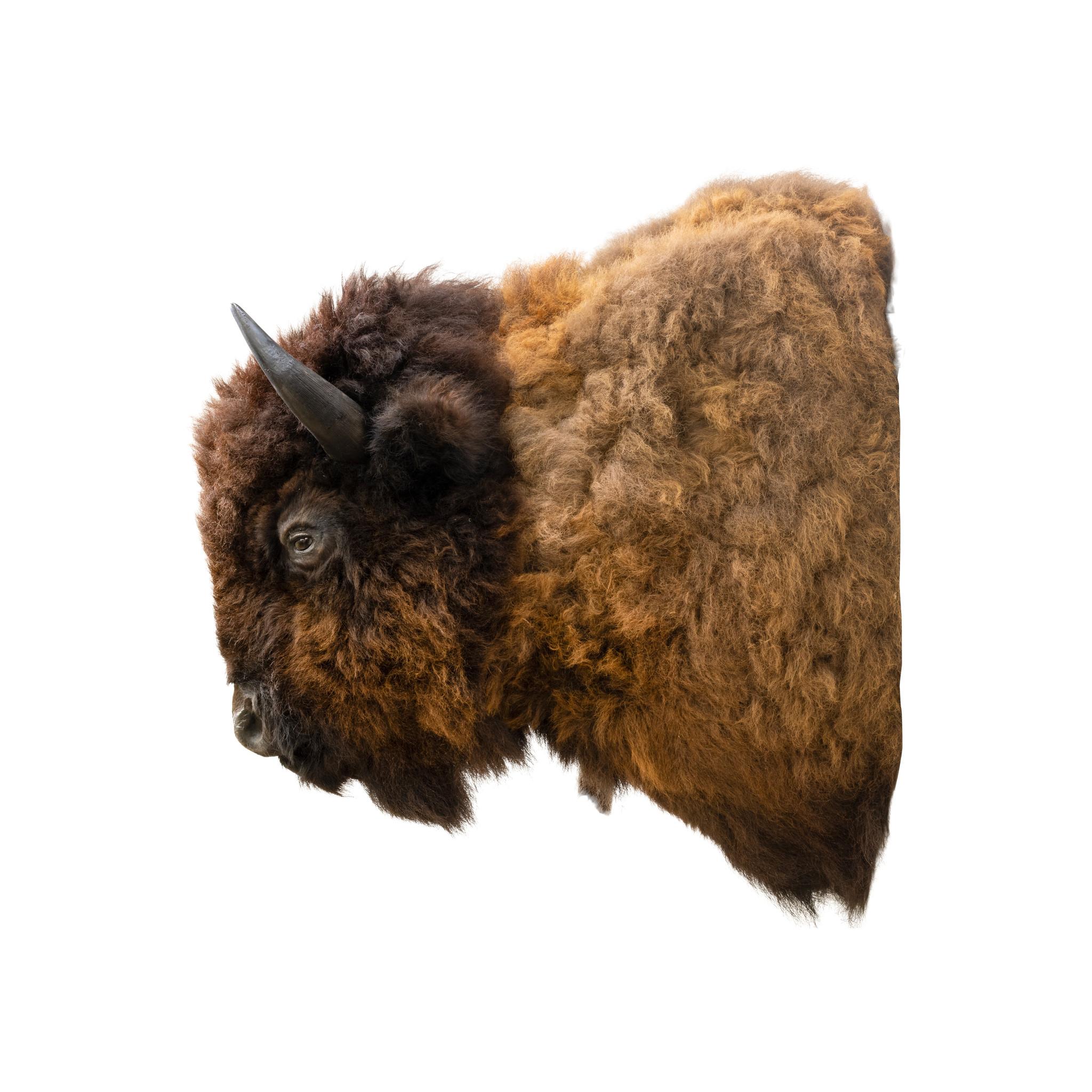 Buffalo Shoulder Taxidermie-Wandhalterung im Zustand „Gut“ im Angebot in Coeur d'Alene, ID