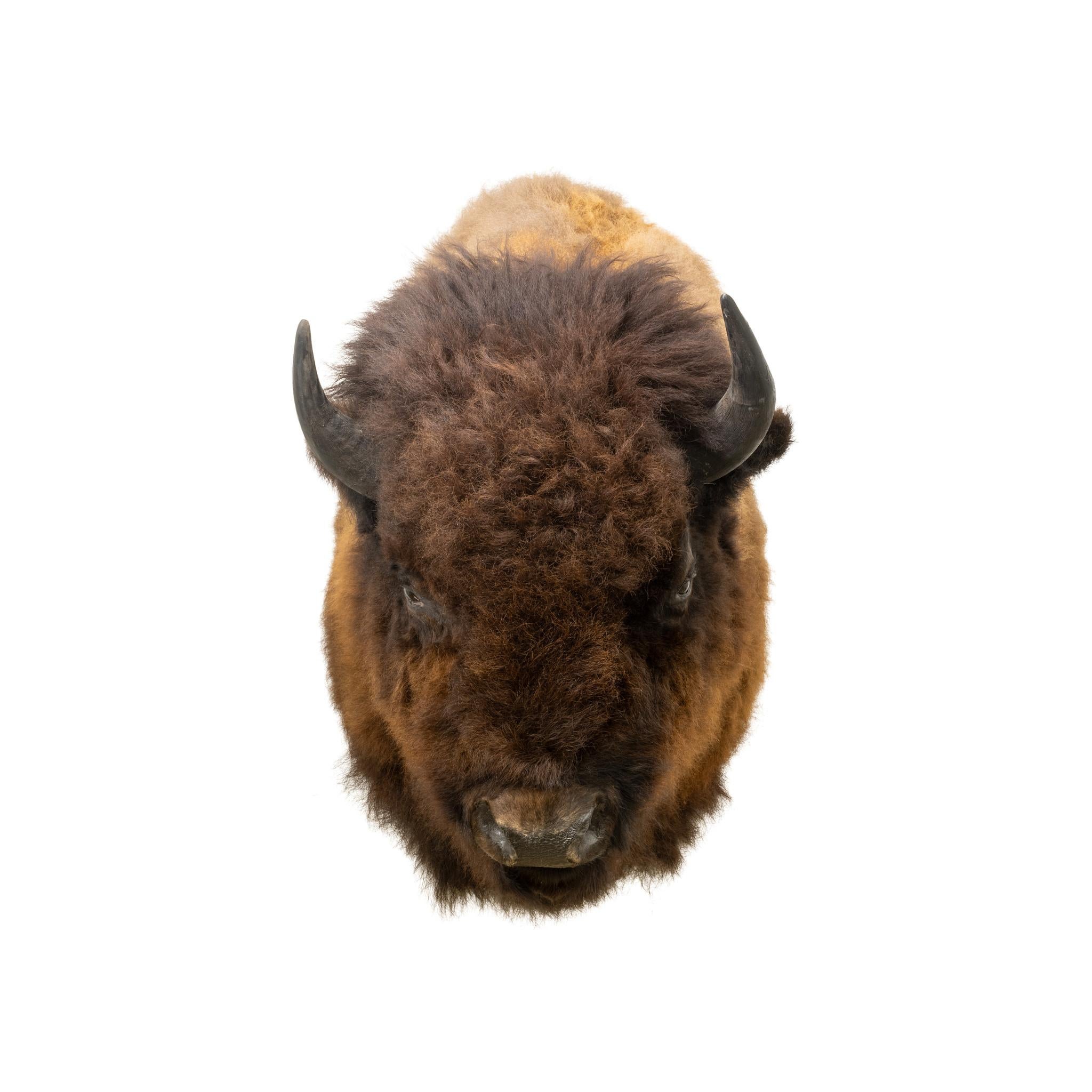 Buffalo Shoulder Taxidermie-Wandhalterung (21. Jahrhundert und zeitgenössisch) im Angebot