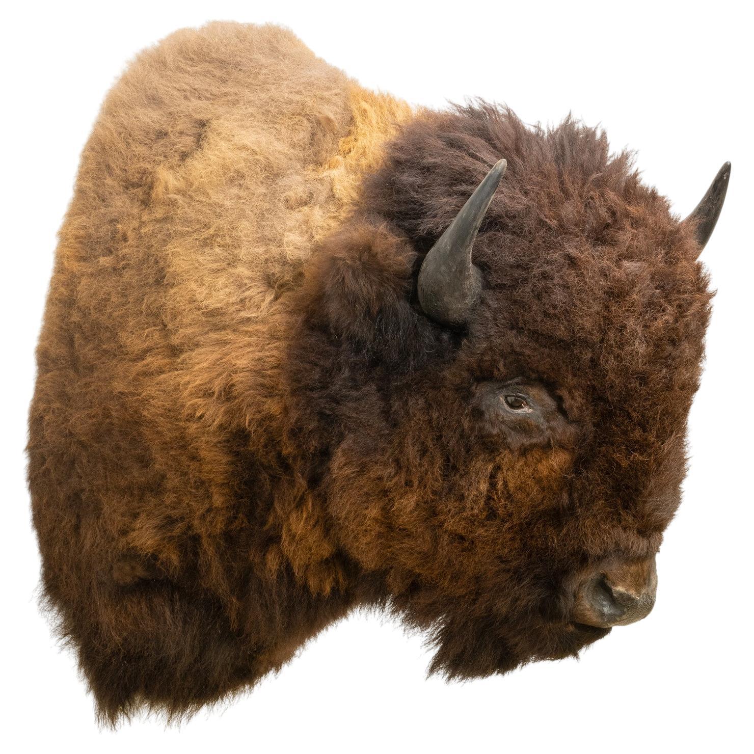 Buffalo Shoulder Taxidermy Wall Mount