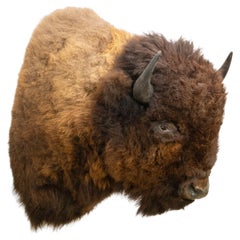 Soporte de pared para taxidermia de paletilla de búfalo