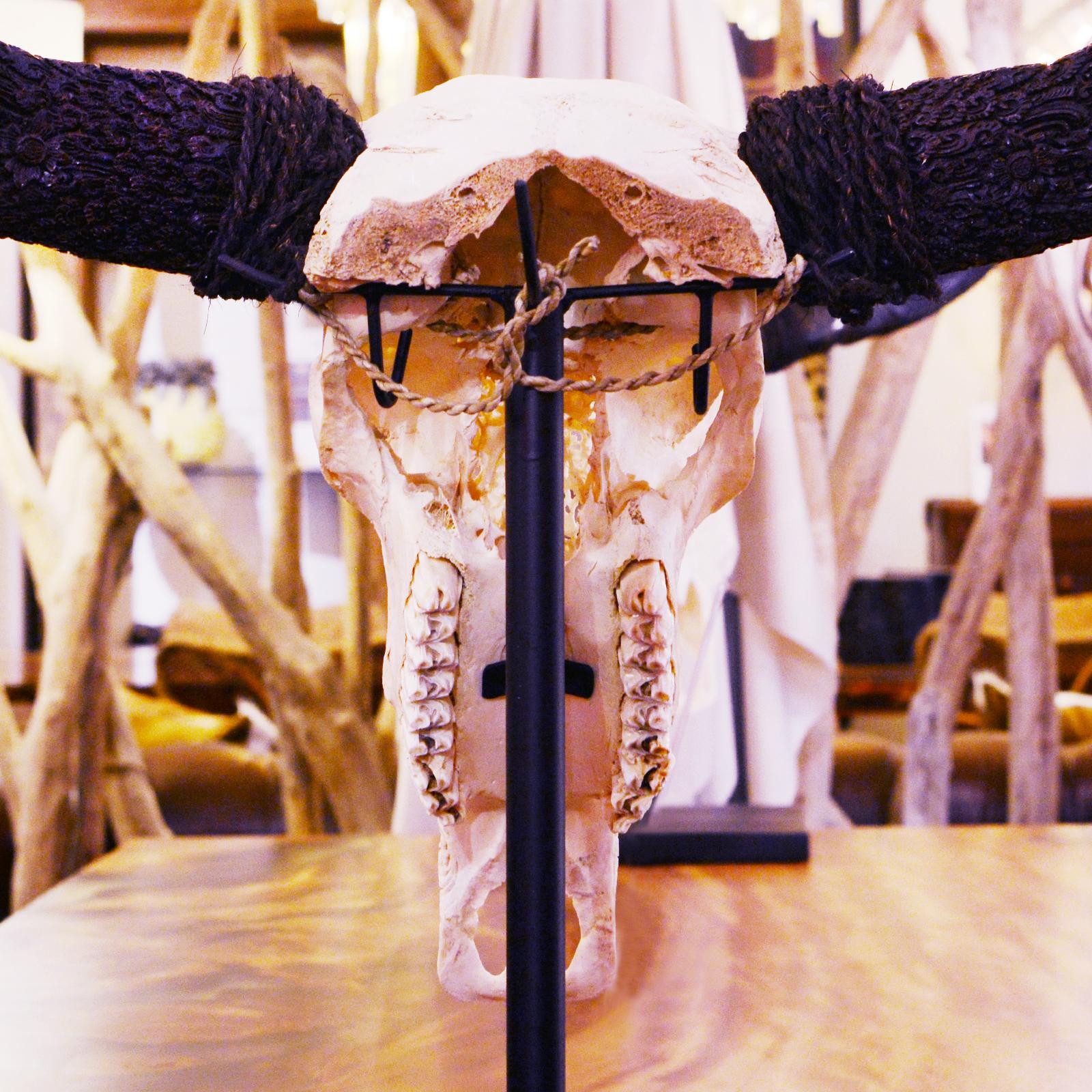 Horn Buffalo Skull Hand-Carved Star Sculpture