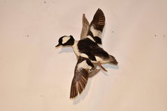 Bufflehead Duck Mounted on Driftwood Wall Mount