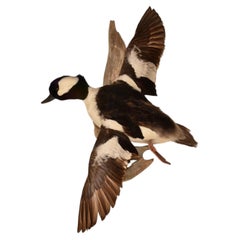 Bufflehead Duck Mounted on Driftwood Wall Mount