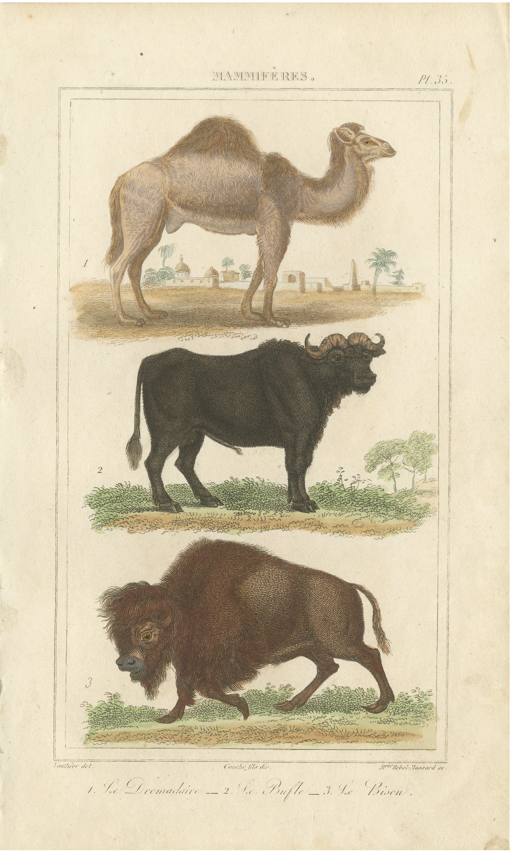 Buffon Dromedary Camel, Buffalo & Bison Hand-Colored Engraving, c.1835