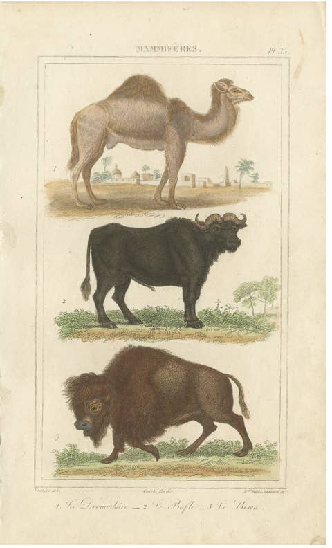 Buffon Dromedary Camel, Buffalo & Bison Hand-Colored Engraving, c.1835