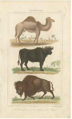 Buffon Dromedary Camel, Buffalo & Bison Hand-Colored Engraving, c.1835