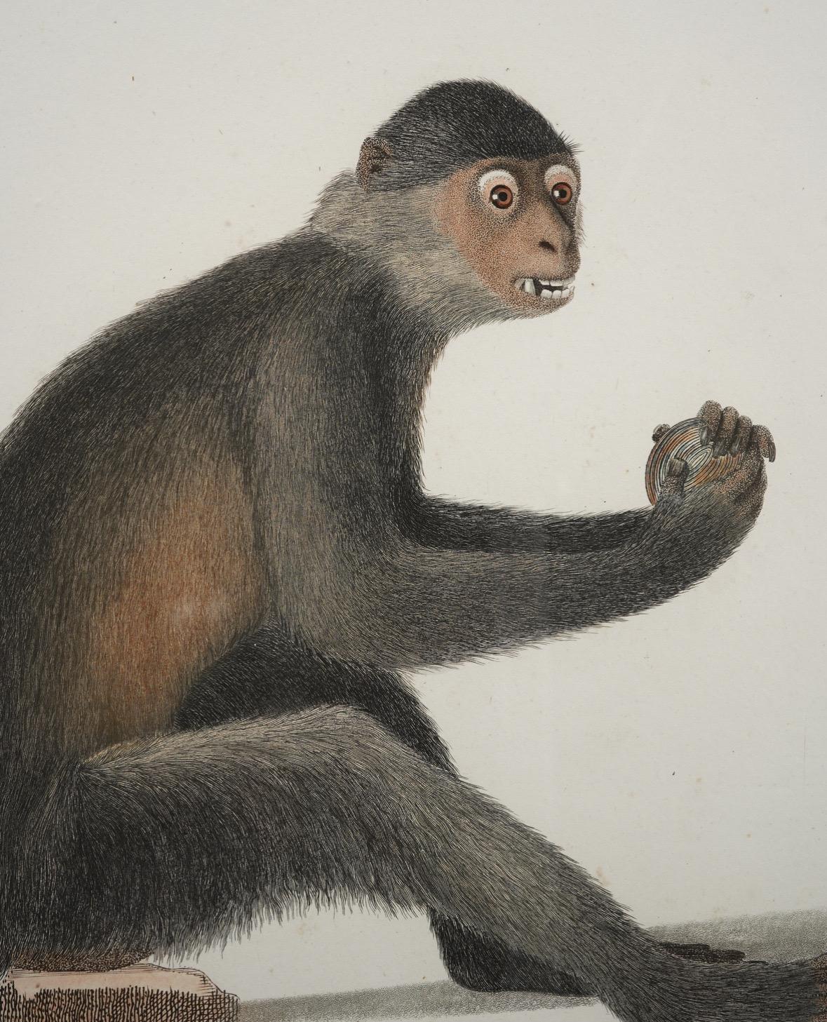 Buffon Natural History Pair of Framed Original 18thC Hand Colored Monkey Prints For Sale 2