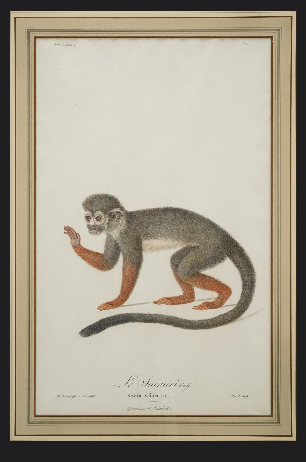 Chinoiserie Buffon Natural History Pair of Framed Original 18thC Hand Colored Monkey Prints For Sale