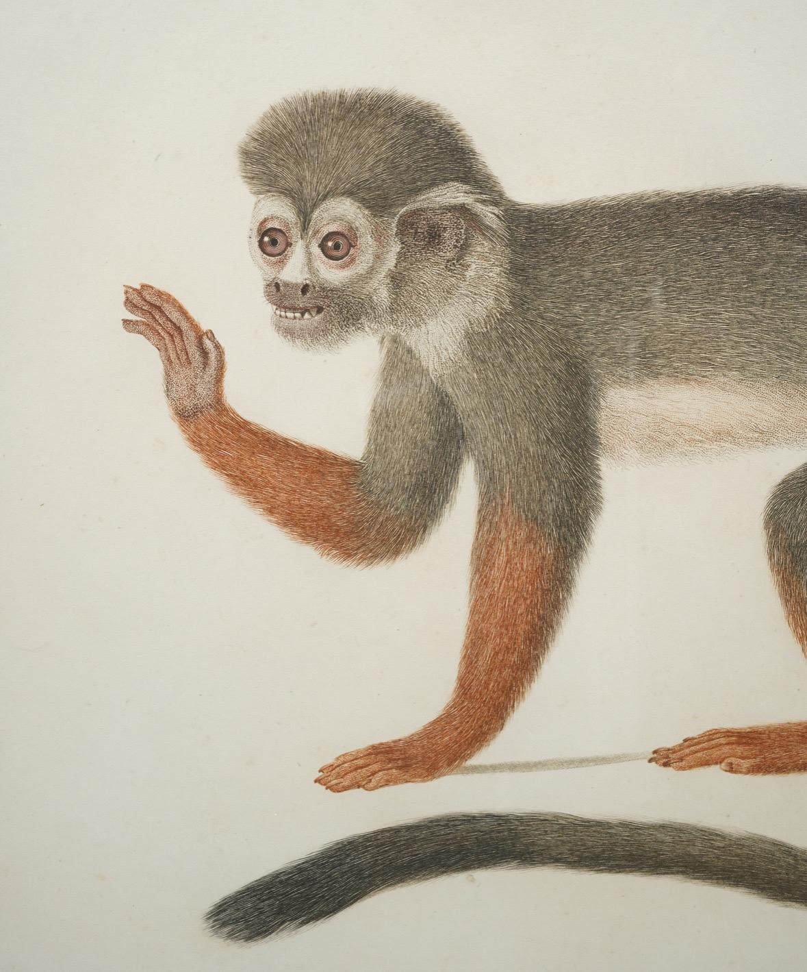 French Buffon Natural History Pair of Framed Original 18thC Hand Colored Monkey Prints For Sale