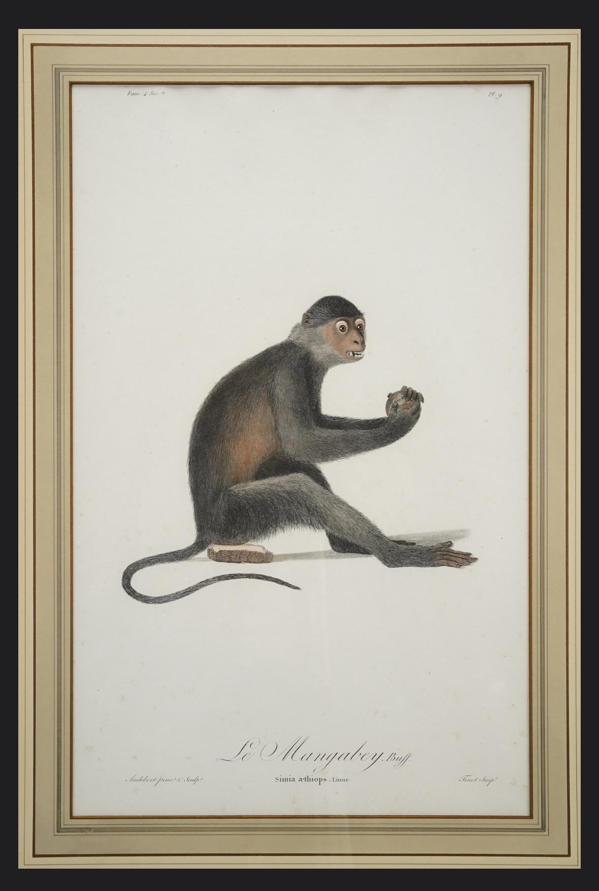 Buffon Natural History Pair of Framed Original 18thC Hand Colored Monkey Prints For Sale 1