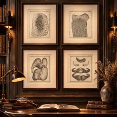 Buffon Ruminant Anatomy Engravings Set of 4, Natural History Plates, 1775