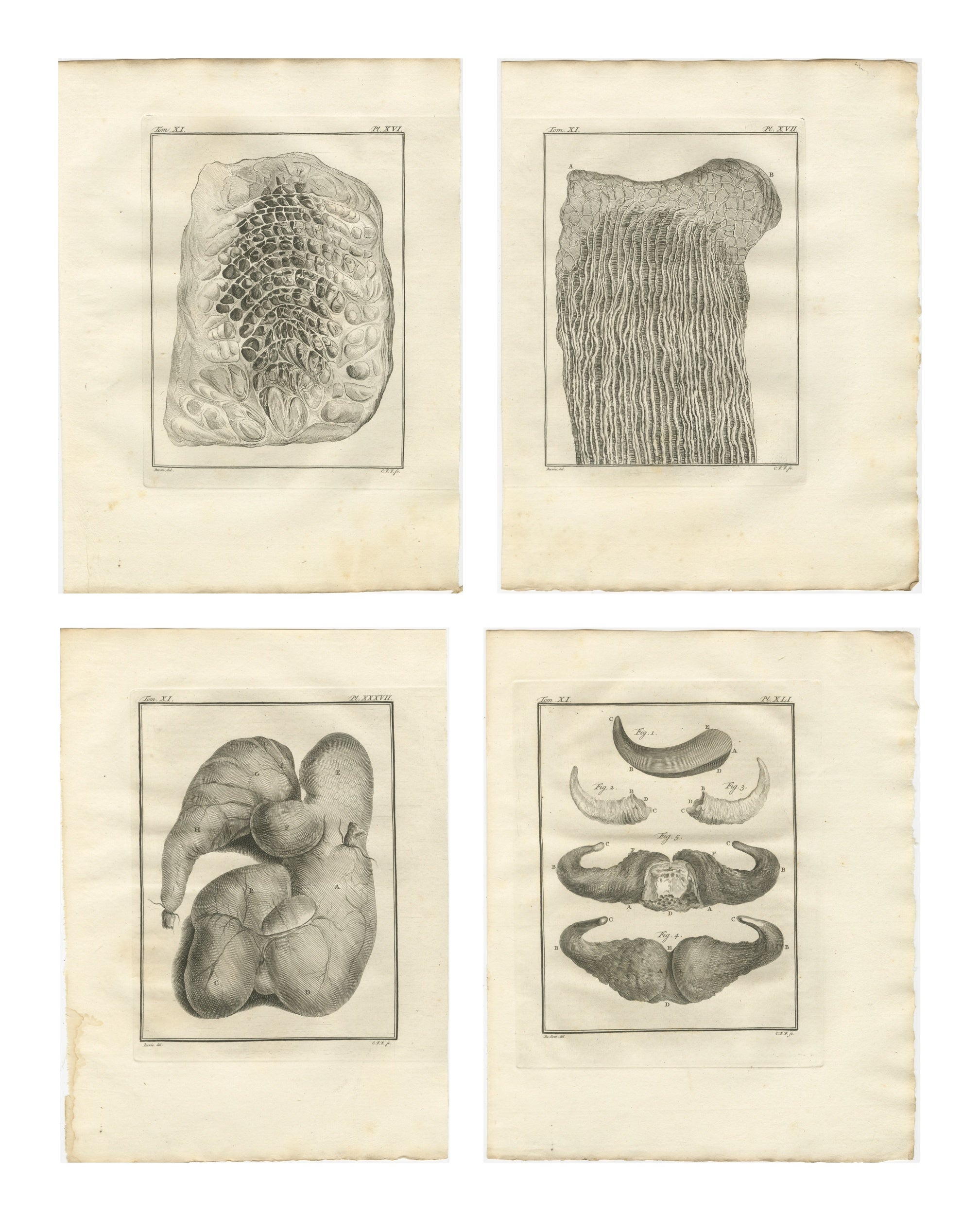 Buffon Ruminant Anatomy Engravings Set of 4, Natural History Plates, 1775