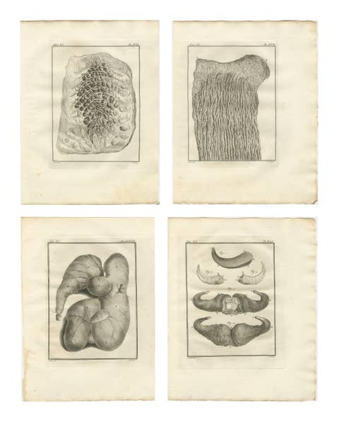 Buffon Ruminant Anatomy Engravings Set of 4, Natural History Plates, 1775