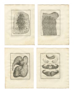 Buffon Ruminant Anatomy Engravings Set of 4, Natural History Plates, 1775