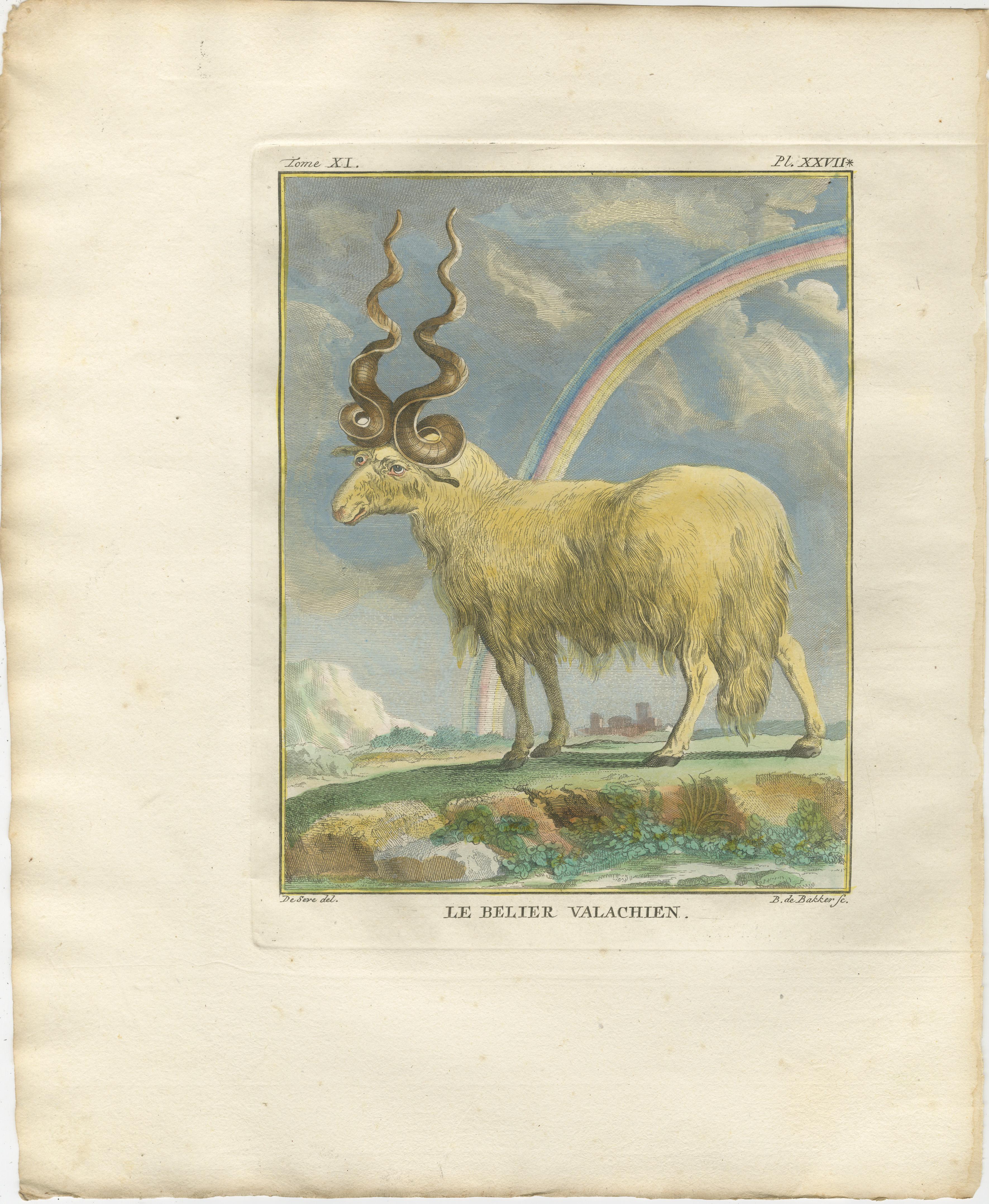 Antiker Zebu Kupferstich, Buffon Handkolorierter Druck Amsterdam 1769

Beschreibung:
Dieser charmante und wunderschöne handkolorierte Stich des Zebu mit dem Titel Le Zébu stammt aus der seltenen niederländischen Ausgabe von Buffons monumentaler