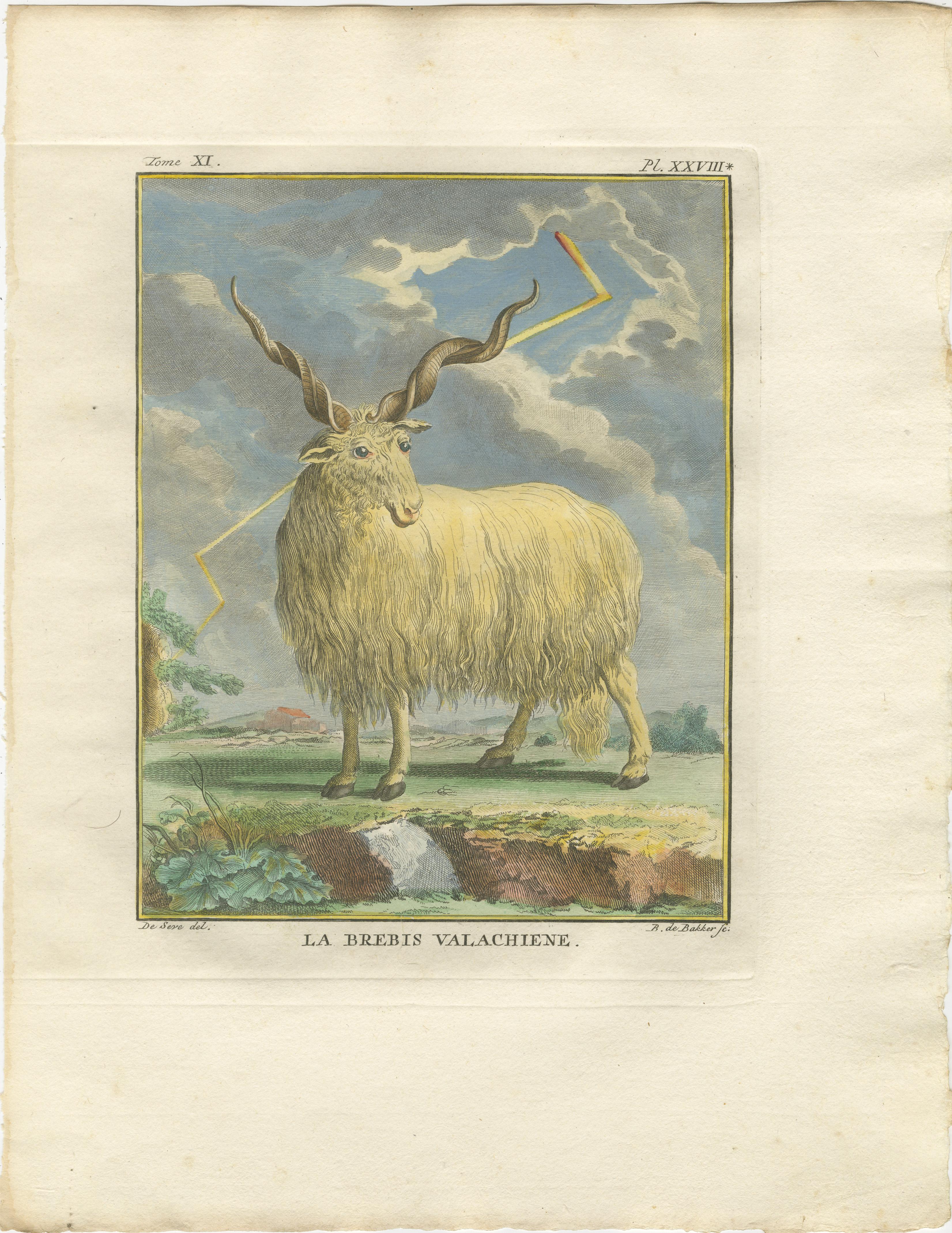 Buffon's Valachian Sheep & Ram - Feine handkolorierte Kupferstiche, 1769 (Niederländisch) im Angebot