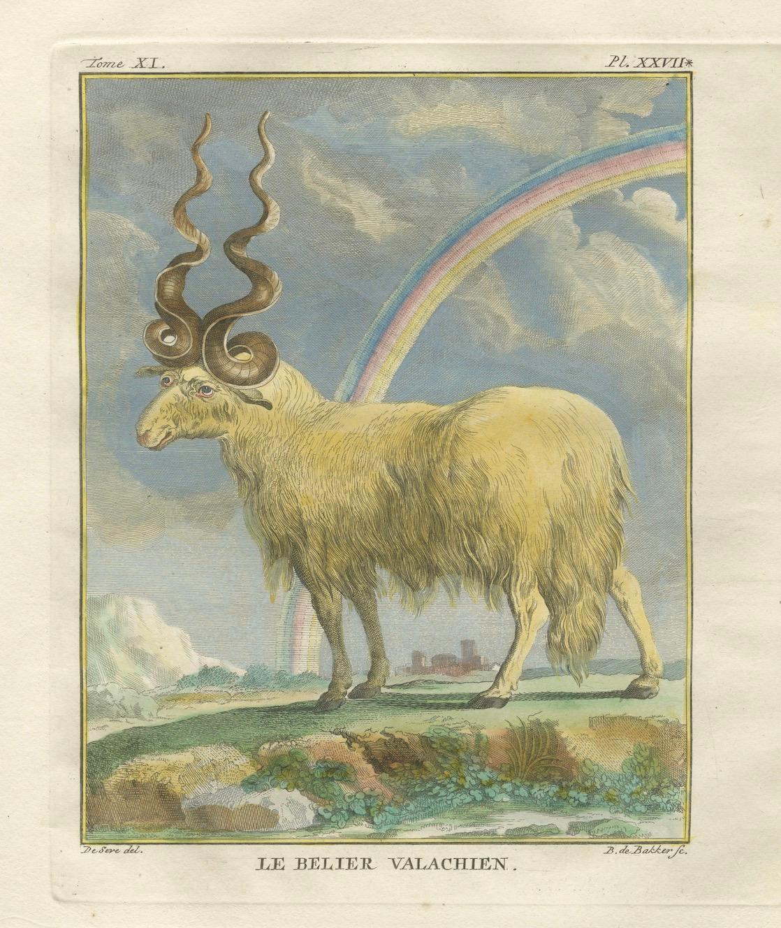 Buffon's Valachian Sheep & Ram - Feine handkolorierte Kupferstiche, 1769 (Graviert) im Angebot