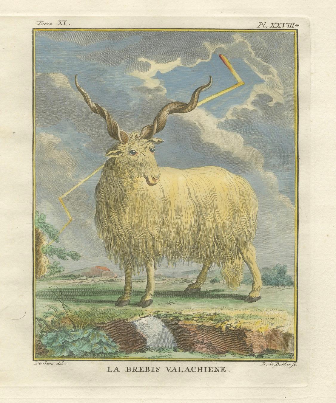 Buffon's Valachian Sheep & Ram - Feine handkolorierte Kupferstiche, 1769 im Zustand „Gut“ im Angebot in Langweer, NL