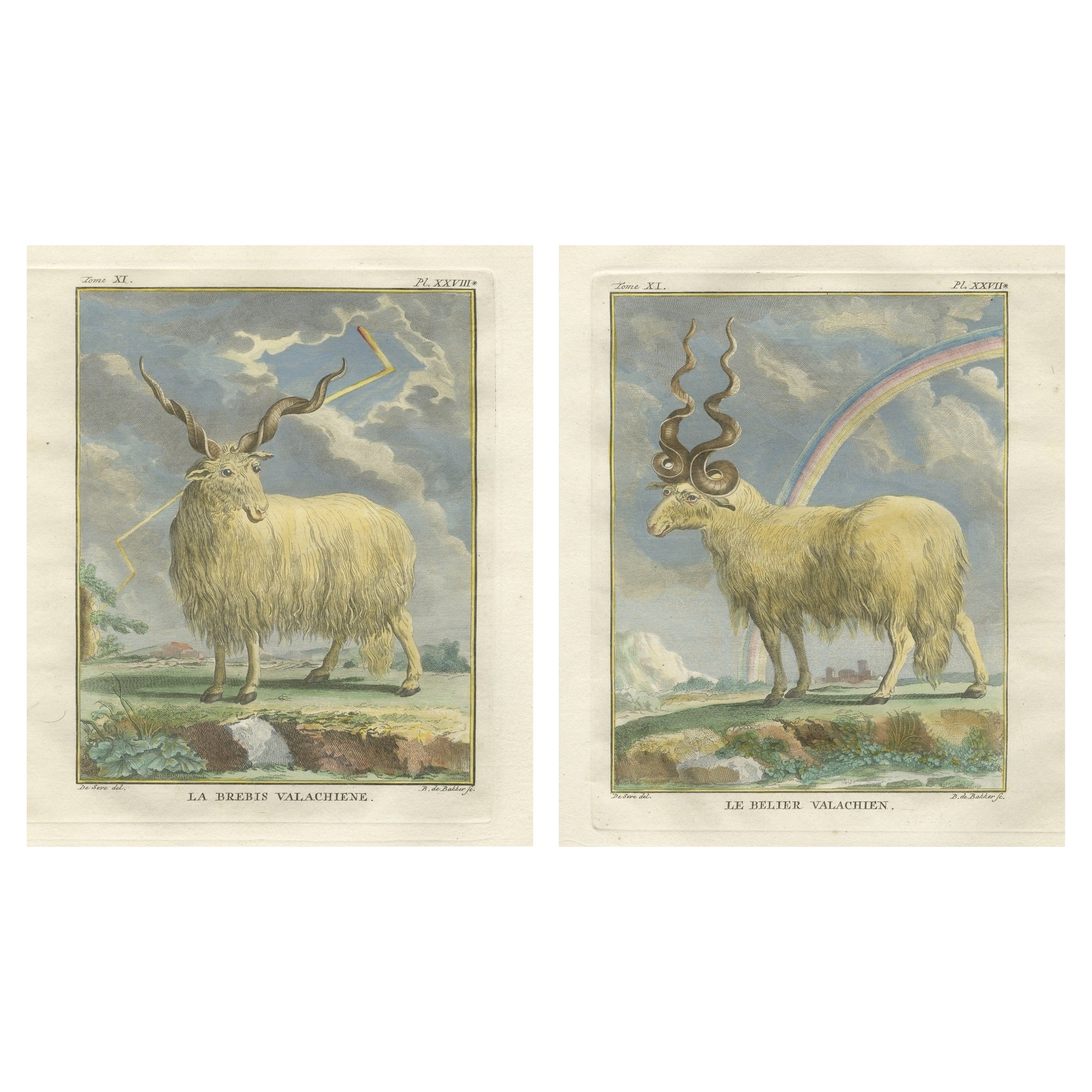 Buffon’s Valachian Sheep 
Ram – Fine Hand-Colored Engravings, 1769